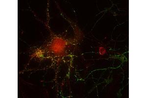 Indirect immunostaining of PFA fixed rat hippocampus neurons with anti-ZnF 365 (dilution 1 : 500; red) and mouse anti-synapsin 1 (cat. (ZNF365 anticorps  (AA 363-410))