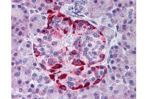 Anti-EPHA2 antibody IHC of human pancreas. (EPH Receptor A2 anticorps  (AA 450-500))