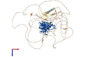 AlphaFold protein structure predicition of Mouse Recombinant Bmp2k Protein, UniprotID Q91Z96