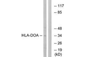 Western Blotting (WB) image for anti-HLA Class II DO alpha (HLA-DOA) (AA 71-120) antibody (ABIN2890378) (HLA-DOA anticorps  (AA 71-120))