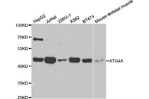Western blot analysis of extracts of various cell lines, using ATG4A antibody (ABIN5971419) at 1/1000 dilution. (ATG4A anticorps)