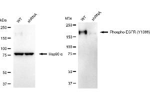 Western blotting analysis using phospho-EGFR (Y) antibody (ABIN7798467).