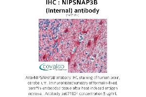 Image no. 1 for anti-Nipsnap Homolog 3B (NIPSNAP3B) (Internal Region) antibody (ABIN1737369) (NIPSNAP3B anticorps  (Internal Region))