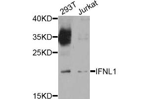 Western blot analysis of extracts of various cell lines, using IFNL1 antibody. (IL29 anticorps)