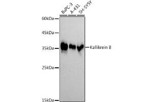 Western blot analysis of extracts of various cell lines, using (ABIN7268065) at 1:1000 dilution. (Kallikrein 8 anticorps)