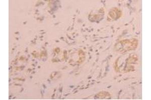 IHC-P analysis of Human Stomach Tissue, with DAB staining. (FGL1 anticorps  (AA 23-312))