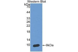 Western Blotting (WB) image for anti-serpin Peptidase Inhibitor, Clade B (Ovalbumin), Member 4 (SERPINB4) (AA 144-298) antibody (ABIN2118810) (SERPINB4 anticorps  (AA 144-298))