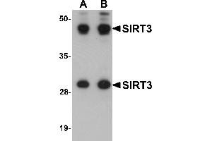 Western blot analysis of SIRT3 in mouse heart tissue lysate with SIRT3 antibody at (A) 1 and (B) 2 µg/mL. (SIRT3 anticorps  (Middle Region))
