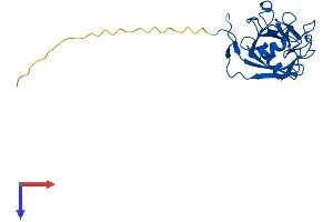 AlphaFold protein structure predicition of Mouse Recombinant Ppic Protein, UniprotID P30412