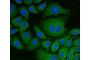 IF analysis of PDIA6 using anti-PDIA6 antibody (ABIN7600554). (PDIA6 anticorps  (AA 20-440))