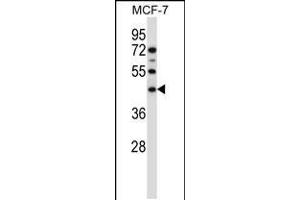 Western blot analysis in MCF-7 cell line lysates (35ug/lane). (Sphingomyelin Synthase 1 anticorps  (N-Term))