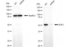 Western blotting analysis using SUFU antibody (ABIN7800467). (SUFUH anticorps)