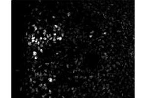 Sample Type: Embryonic Spinal Cord  Dilution: 1:200