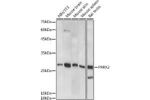 Western blot analysis of extracts of various cell lines, using PRRX2 antibody (ABIN7269158) at 1:1000 dilution. (PRRX2 anticorps)