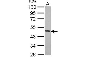 Image no. 2 for anti-Tyrosyl-tRNA Synthetase 2, Mitochondrial (YARS2) (AA 1-227) antibody (ABIN1501788) (YARS2 anticorps  (AA 1-227))