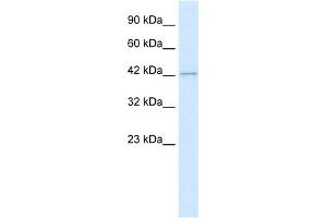 WB Suggested Anti-HDAC8 Antibody Titration:  0. (HDAC8 anticorps  (C-Term))