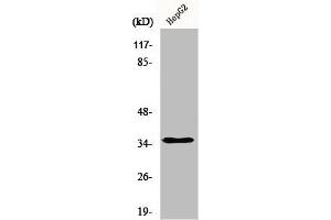 Western Blot analysis of HepG2 cells using hnRNP A2/B1 Polyclonal Antibody (HNRNPA2B1 anticorps  (N-Term))
