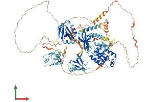 AlphaFold protein structure predicition of Human Recombinant TJP3 Protein, UniprotID O95049