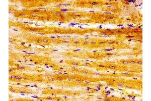 IHC image of ABIN7168784 diluted at 1:300 and staining in paraffin-embedded human heart tissue performed on a Leica BondTM system.