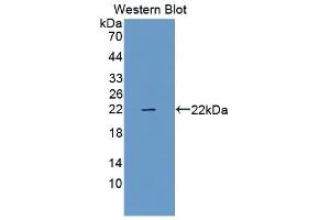 Detection of Recombinant RLN, Rat using Polyclonal Antibody to Relaxin (RLN) (Relaxin anticorps  (AA 23-186))