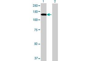Western Blot analysis of STK31 expression in transfected 293T cell line by STK31 MaxPab polyclonal antibody. (STK31 anticorps  (AA 1-1019))