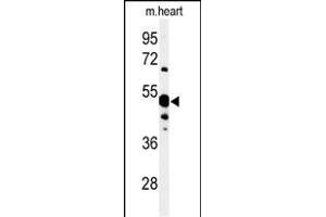 Western blot analysis of 5NT1A Antibody (N-term) (ABIN653871 and ABIN2843123) in mouse heart tissue lysates (35 μg/lane).
