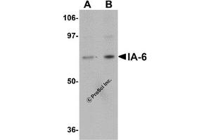 Western Blotting (WB) image for anti-Insulinoma-Associated 2 (INSM2) (C-Term) antibody (ABIN1030427) (INSM2 anticorps  (C-Term))