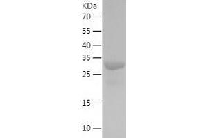 Western Blotting (WB) image for Mediator of Cell Motility 1 (MEMO1) (AA 1-297) protein (His-IF2DI Tag) (ABIN7123875)