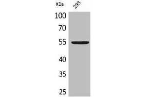 Western Blot analysis of 293 cells using GDF-5 Polyclonal Antibody