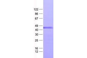Validation with Western Blot