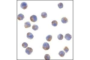 Immunocytochemistry of IRS-1 in P815 cells with this product at 2 μg/ml.