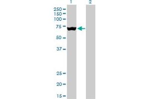 Western Blot analysis of SLC25A13 expression in transfected 293T cell line by SLC25A13 monoclonal antibody (M01), clone 4F4.