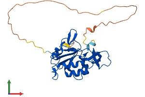AlphaFold protein structure predicition of Mouse Recombinant Ctdsp1 Protein, UniprotID P58466
