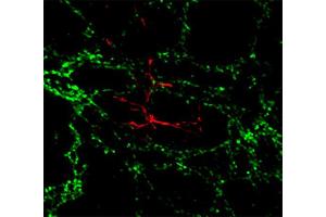 Immunocytochemistry (ICC) image for anti-Claudin 11 (CLDN11) (AA 188-207) antibody (ABIN1742489)