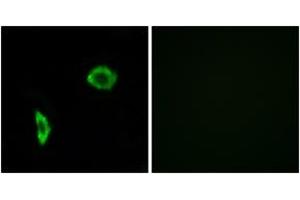 Immunofluorescence (IF) image for anti-Prostacyclin Receptor (PTGIR) (AA 198-247) antibody (ABIN2891076) (Prostacyclin Receptor anticorps  (AA 198-247))