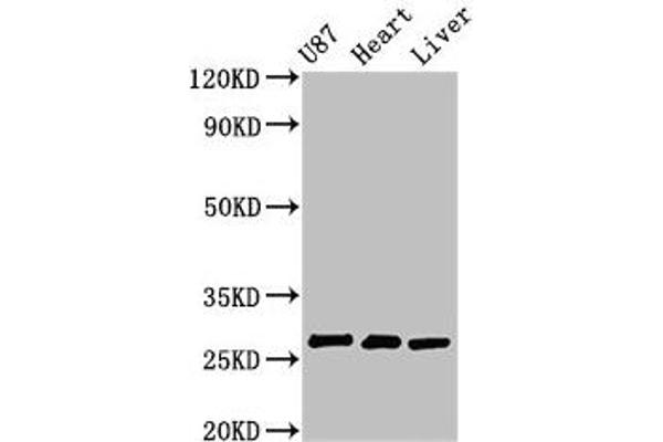 HSCB antibody  (AA 30-235)