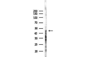 Western blot analysis of lysates from Hela cells(starvation,24h treatment), using OR10V1 Antibody at 1/1000 dilution.