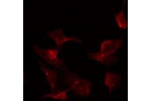 ABIN6268913 staining COS7 by IF/ICC.