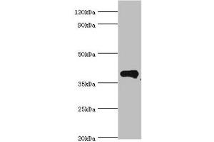 Western blot All lanes: Phytanoyl-CoA dioxygenase, peroxisomal antibody at 4 μg/mL + Mouse liver tissue Secondary Goat polyclonal to rabbit IgG at 1/10000 dilution Predicted band size: 39, 28 kDa Observed band size: 39 kDa (PHYH anticorps  (AA 1-338))