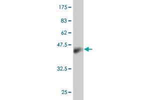 Western Blot detection against Immunogen (44.