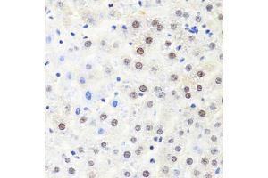 Immunohistochemistry of paraffin-embedded rat liver using POLR2B antibody. (POLR2B anticorps)