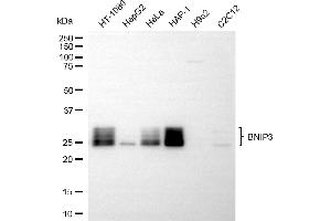 anti-BCL2/adenovirus E1B 19kDa Interacting Protein 3 (BNIP3) antibody