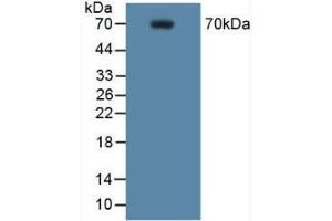 Western blot analysis of Mouse RAW 264. (PTGS2 anticorps  (AA 187-425))