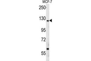 Western Blotting (WB) image for anti-Cut-Like Homeobox 1 (CUX1) antibody (ABIN3002484) (CUX1 anticorps)