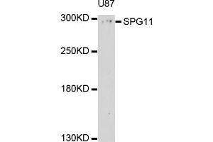 Western blot analysis of extract of U87 cells, using SPG11 antibody. (SPG11 anticorps)