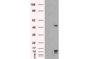 Image no. 5 for anti-Transmembrane Protein 100 (TMEM100) antibody (ABIN1501422) (TMEM100 anticorps)