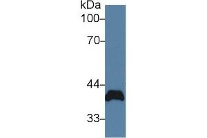 Detection of PVR in Rat Heart lysate using Polyclonal Antibody to Poliovirus Receptor (PVR) (Poliovirus Receptor anticorps  (AA 22-255))