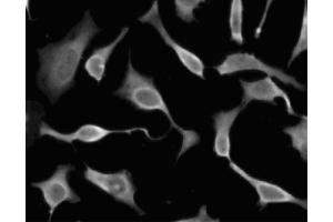 Immunofluorescent staining of HeLa (ATCC CCL-2) cells. (EIF5A anticorps  (AA 58-154))