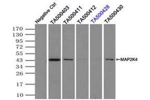 Image no. 4 for anti-Mitogen-Activated Protein Kinase Kinase 4 (MAP2K4) antibody (ABIN1499481)