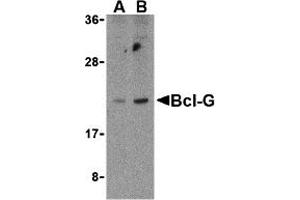 Western Blotting (WB) image for anti-BCL2-Like 14 (Apoptosis Facilitator) (BCL2L14) (C-Term) antibody (ABIN1030286) (BCL2L14 anticorps  (C-Term))
